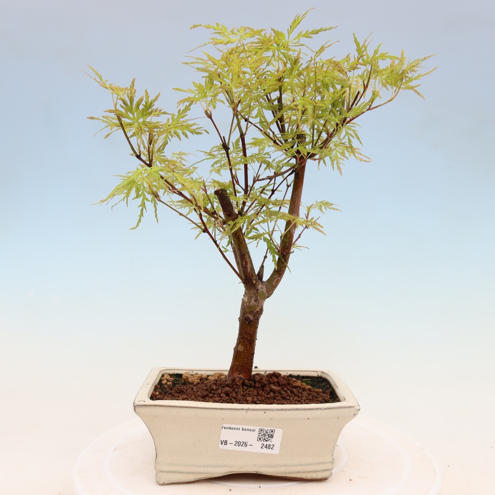 Kültéri bonsai - Acer palmatum Dissectum