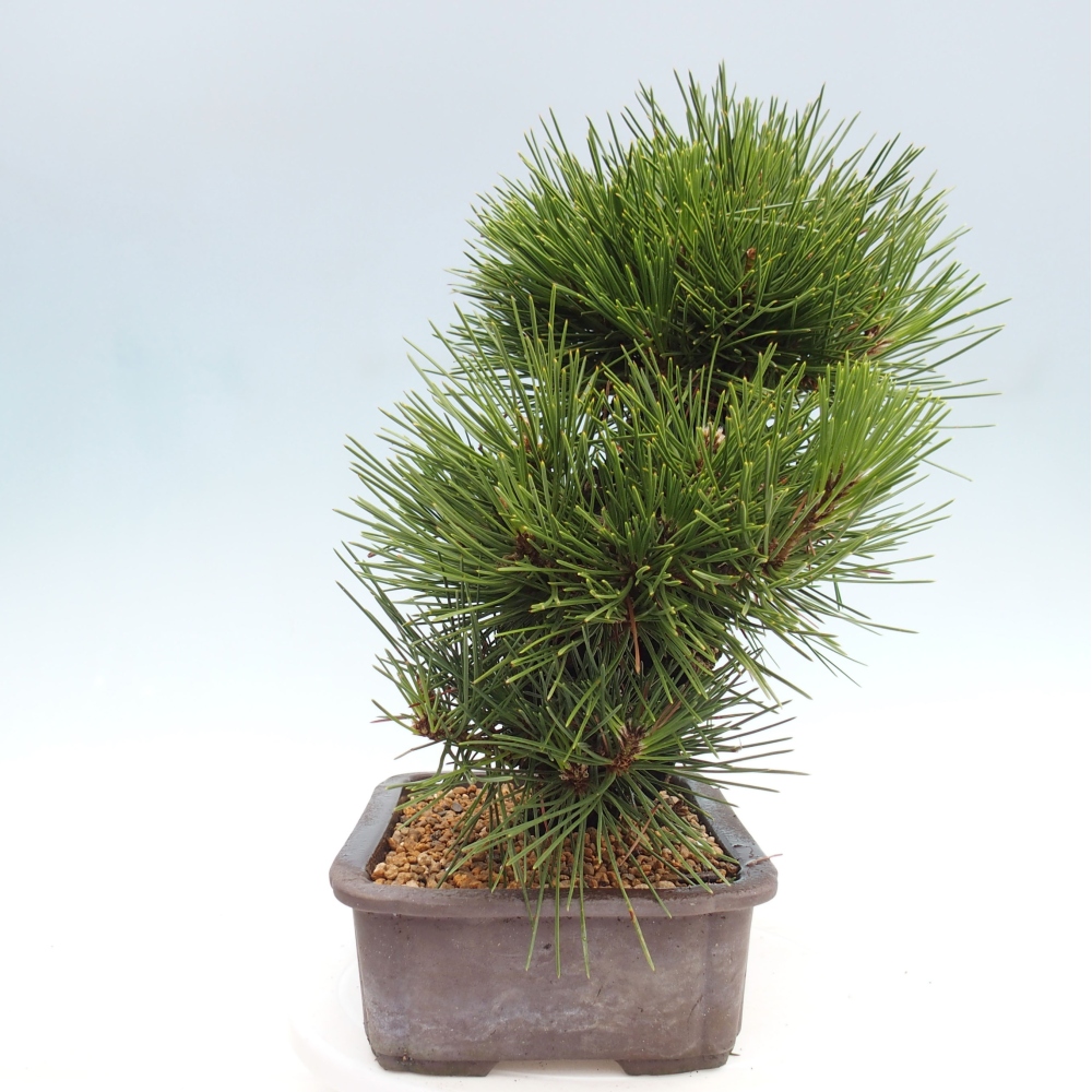 Kültéri bonsai - Pinus thunbergii - Thunberg fenyő