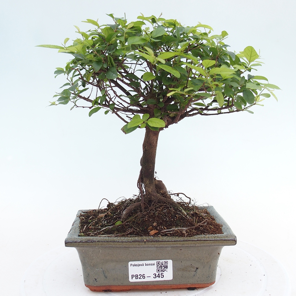Szobai bonsai - Sageretia thea - Sageretia thea