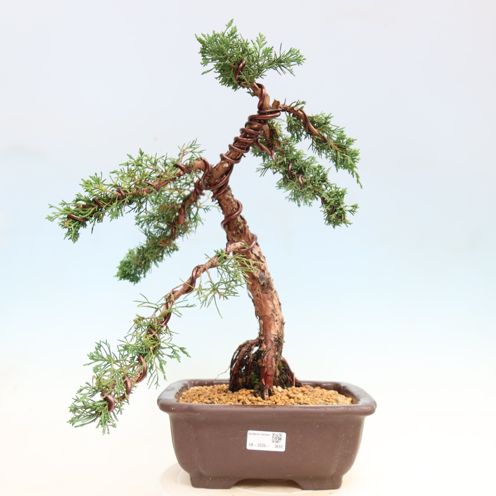 Kültéri bonsai - Juniperus chinensis Kishu