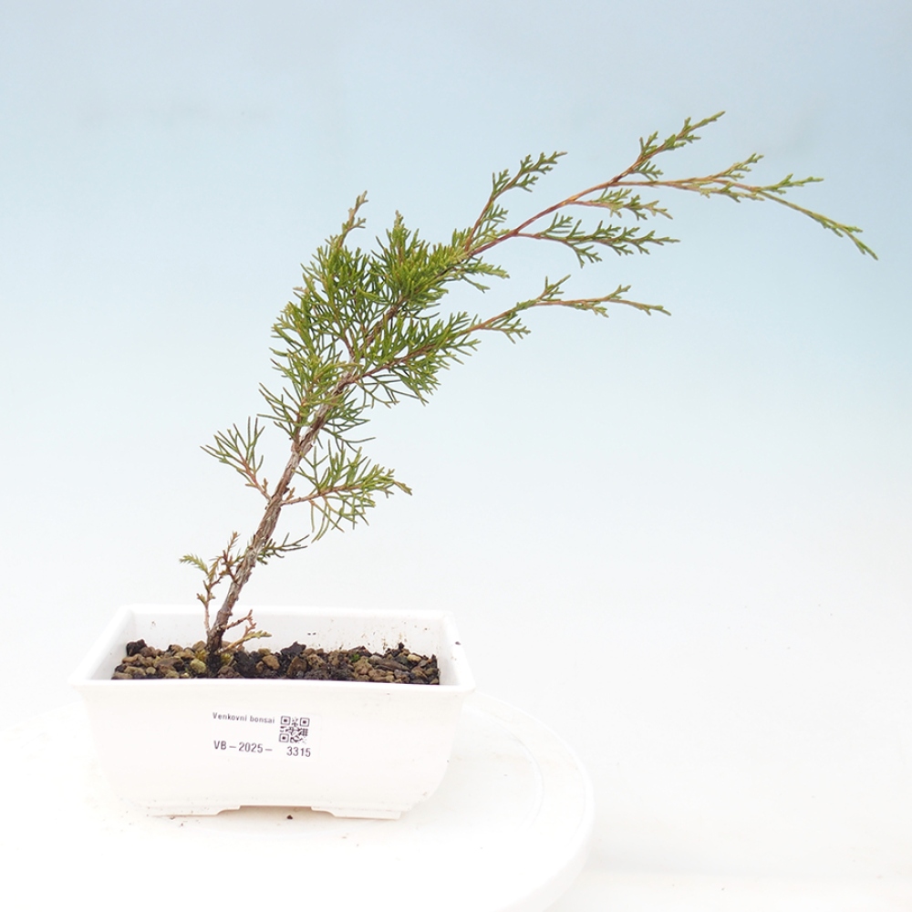 Kültéri bonsai - Juniperus chinensis Itoigawa