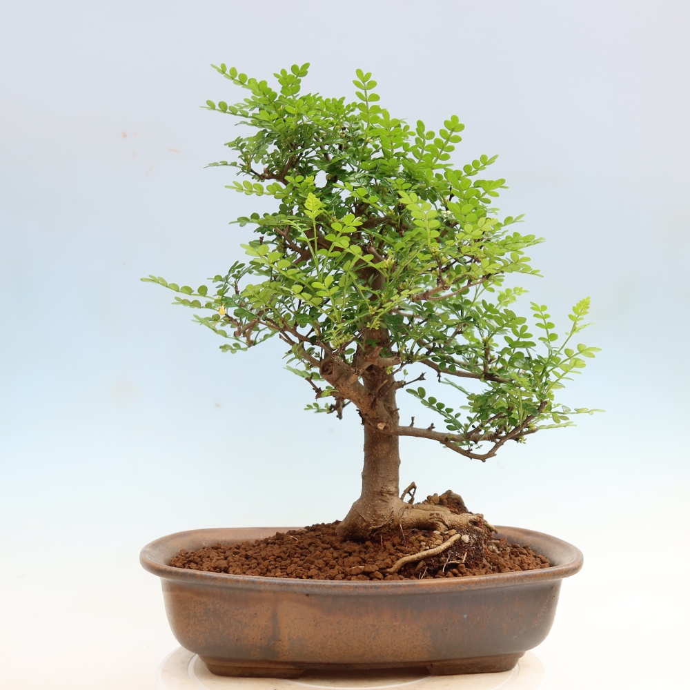 Szobai bonsai - Zantoxylum piperitum - borsfa
