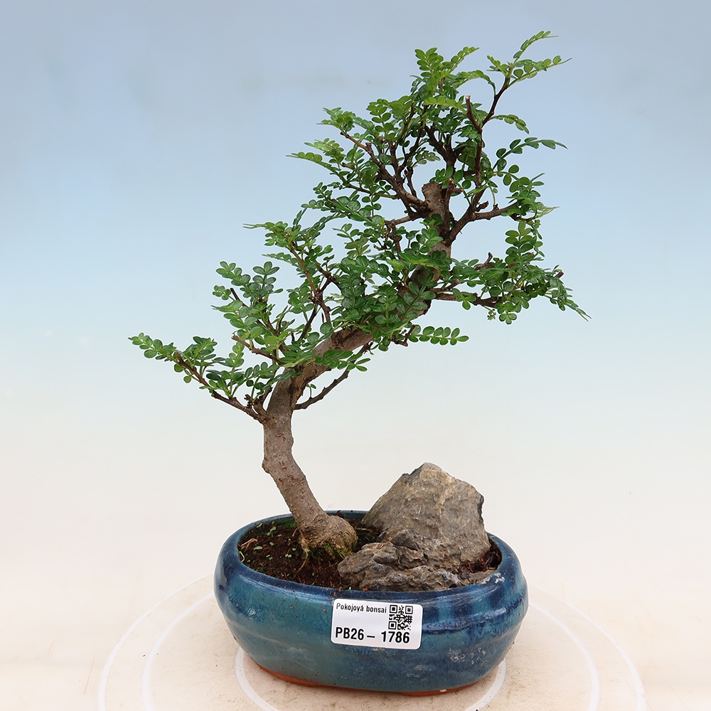 Szobai bonsai - Zantoxylum piperitum - borsfa