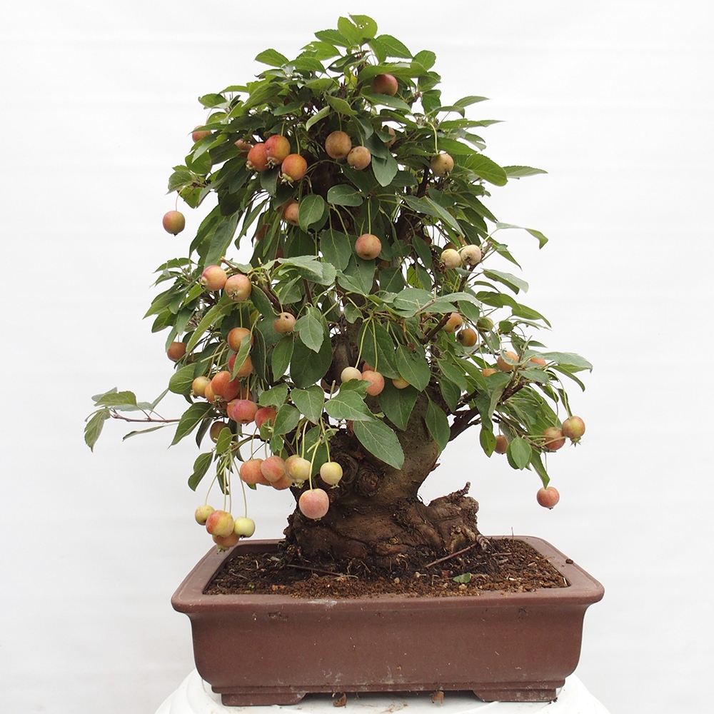 Kültéri bonsai -Malus halliana - Kis gyümölcsű almafa