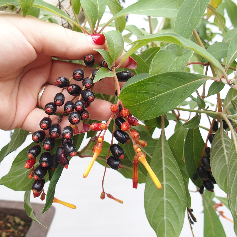 Szoba bonsai - Hamelia patent