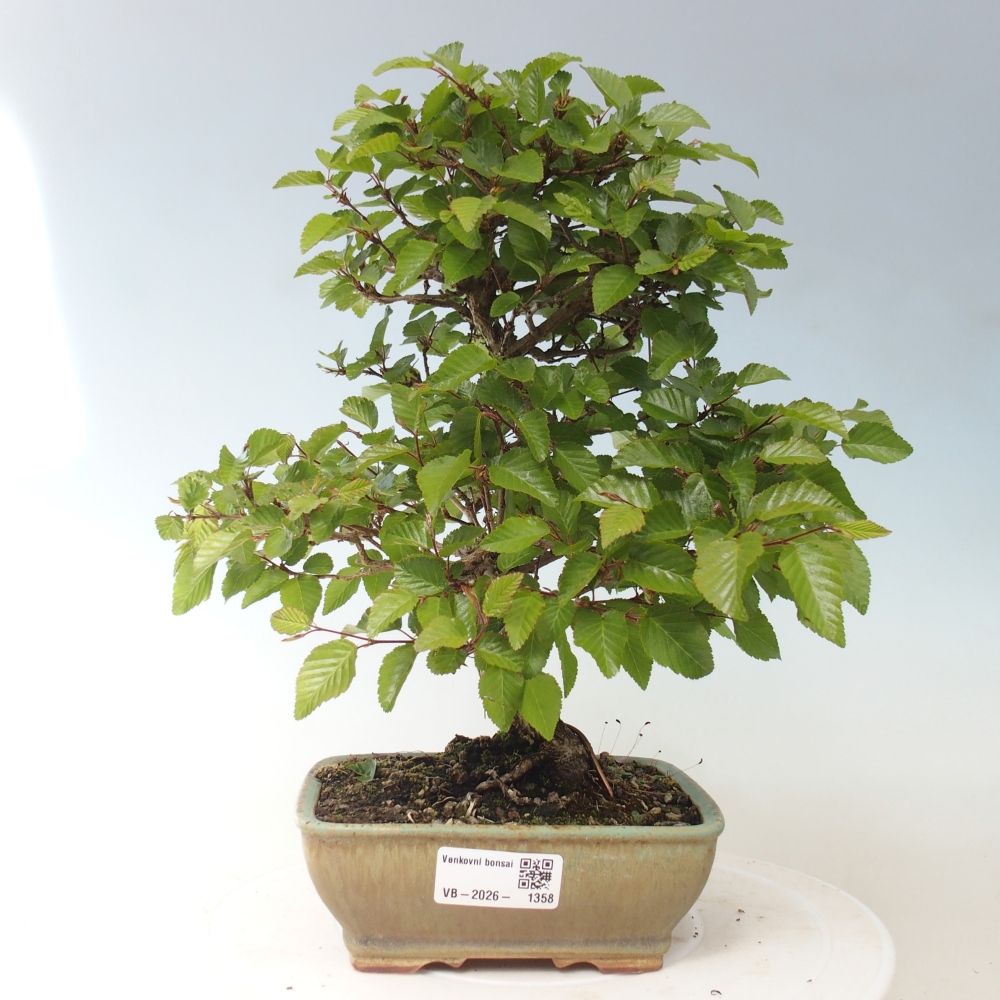 Kültéri bonsai -Carpinus CARPINOIDES - Koreai gyertyánfa