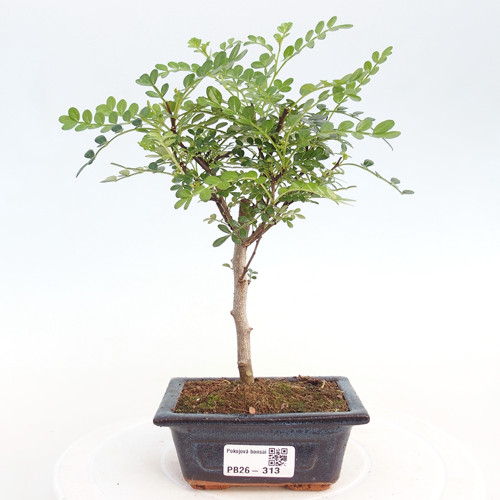 Szobai bonsai - Zantoxylum piperitum - borsfa