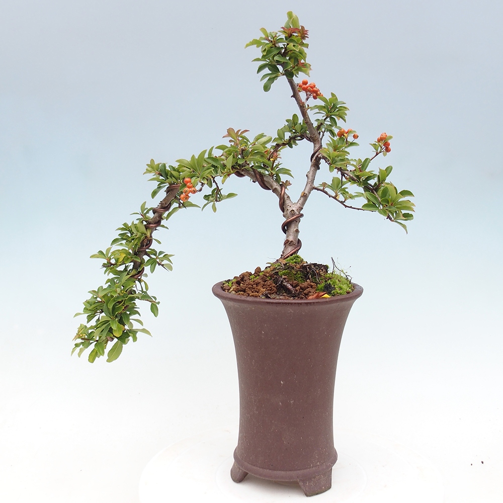 Kültéri bonsai-Pyracantha Teton - Hlox