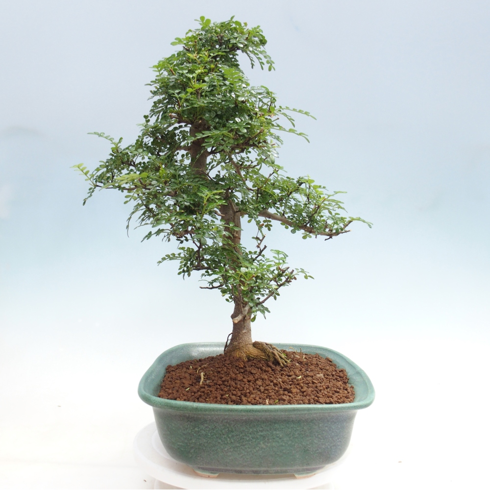 Szobai bonsai - Zantoxylum piperitum - borsfa