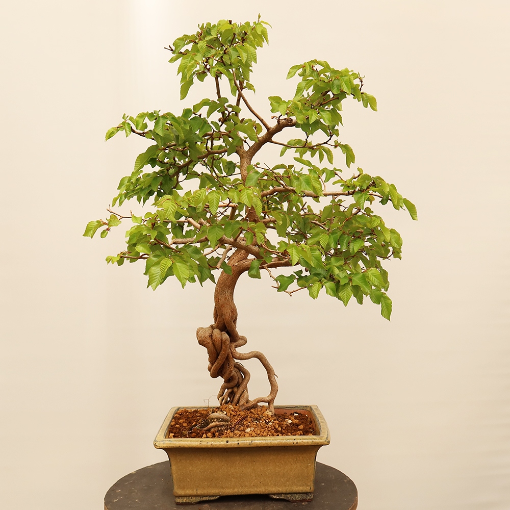 Kültéri bonsai -Carpinus Coreana - Koreai gyertyánfa