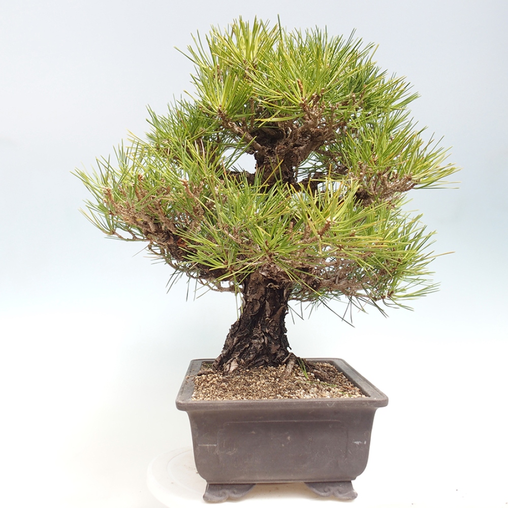 Kültéri bonsai - Pinus thunbergii - Thunberg fenyő