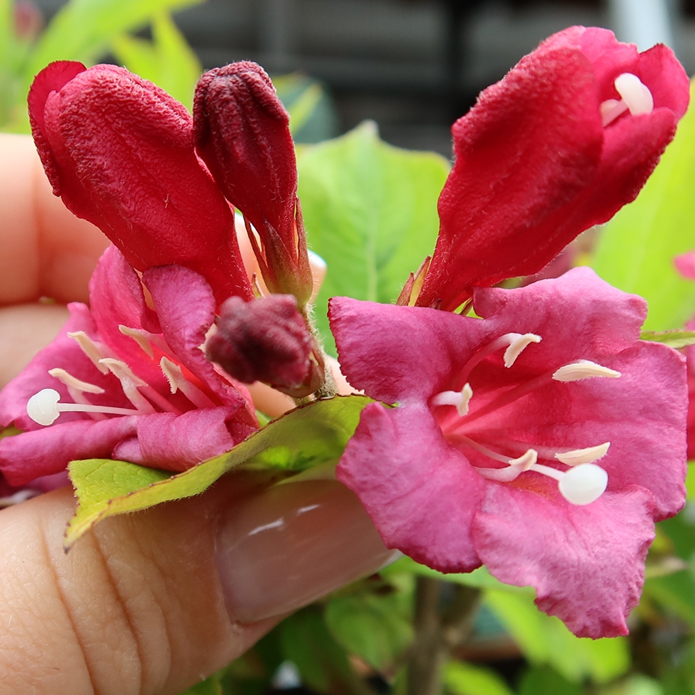 Kültéri bonsai – Weigela subsessilis – Koreai vajgélia