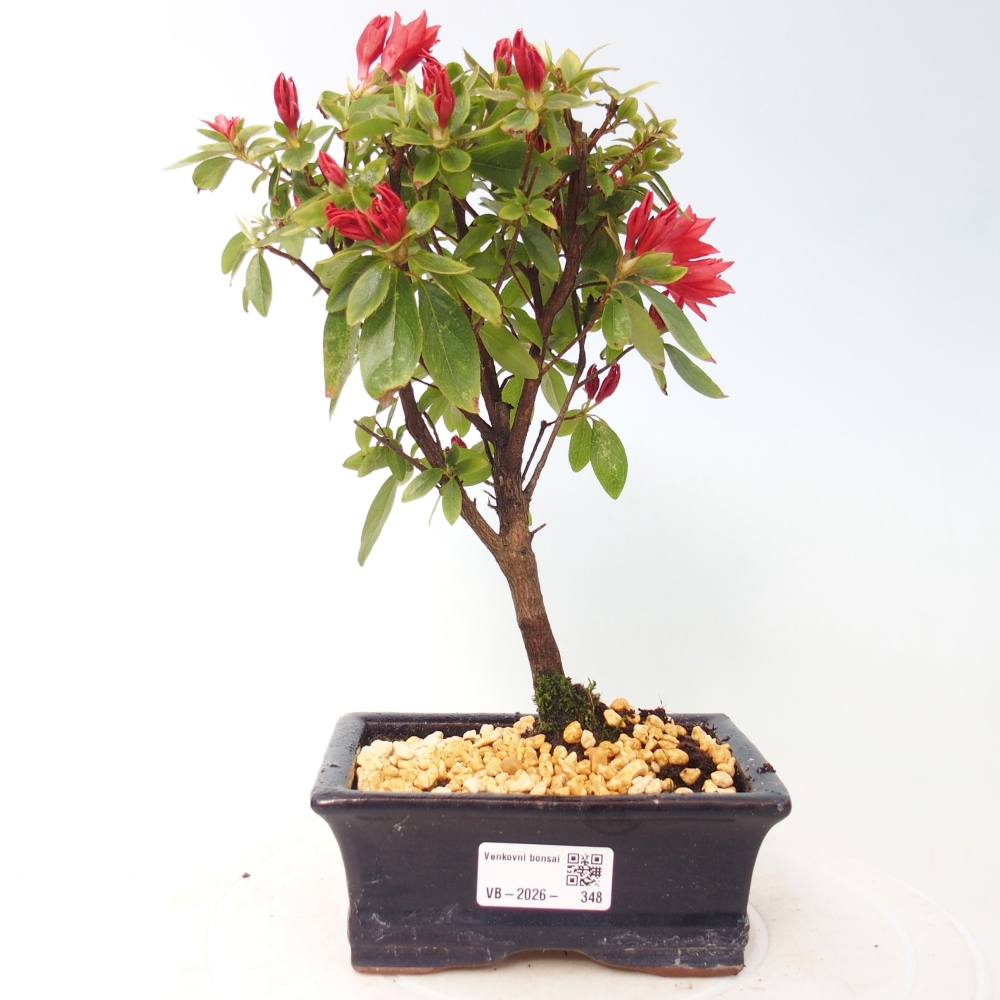 Kültéri bonsai - japán azálea - Azalea sp.