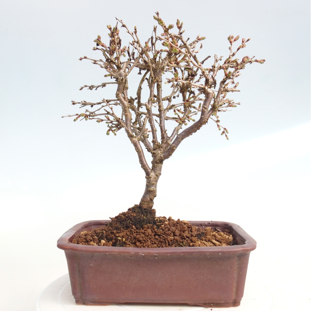 Kültéri bonsai - Prunus incisa Kojou-no mai-Plivon kivágva