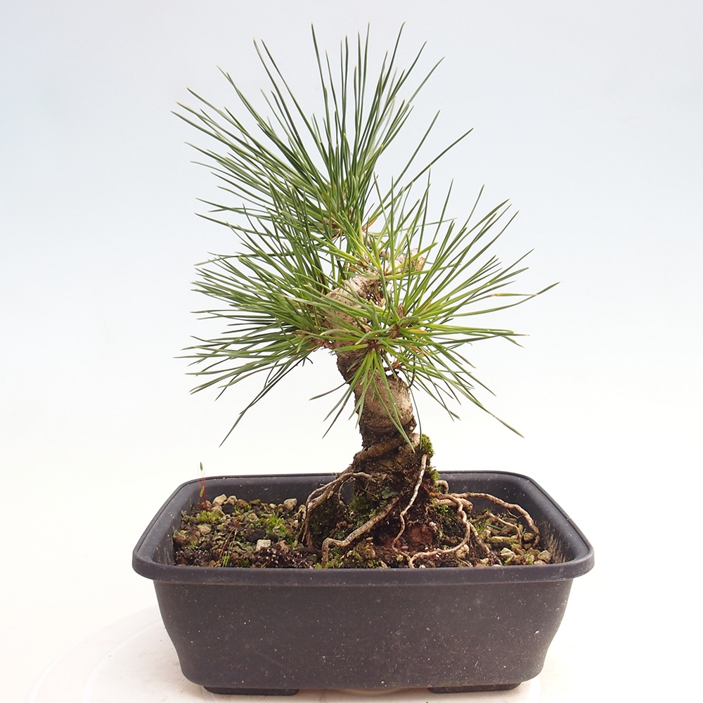 Kültéri bonsai - Pinus thunbergii - Thunberg fenyő