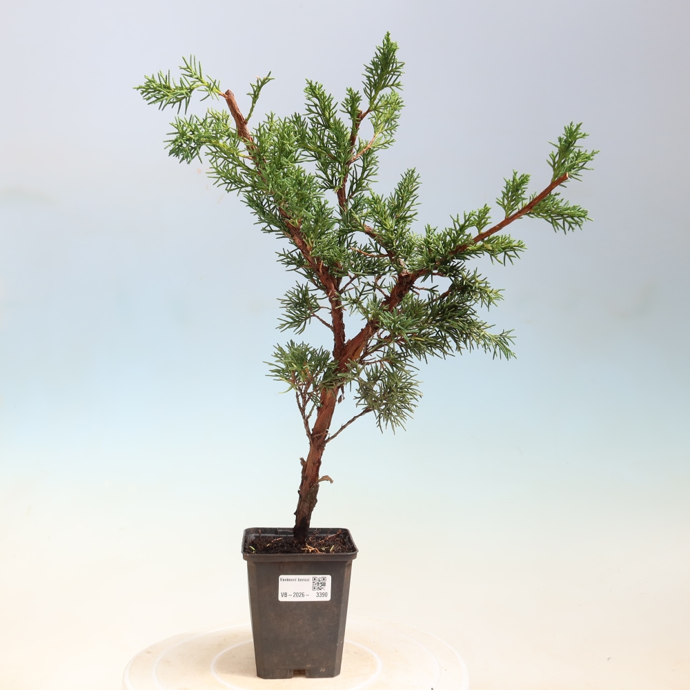 Kültéri bonsai - Juniperus chinensis Kishu