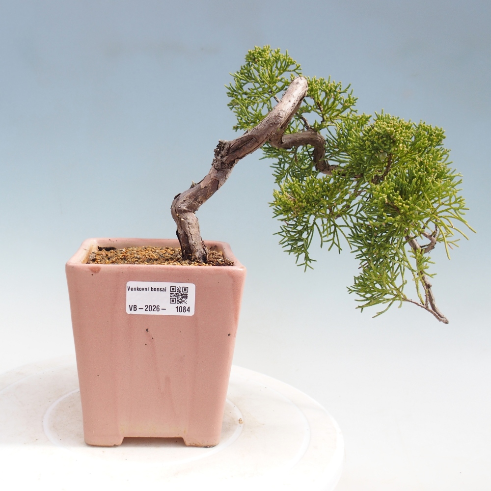 Kültéri bonsai - Juniperus chinensis Kishu