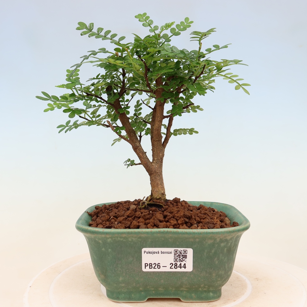 Szobai bonsai - Zantoxylum piperitum - borsfa