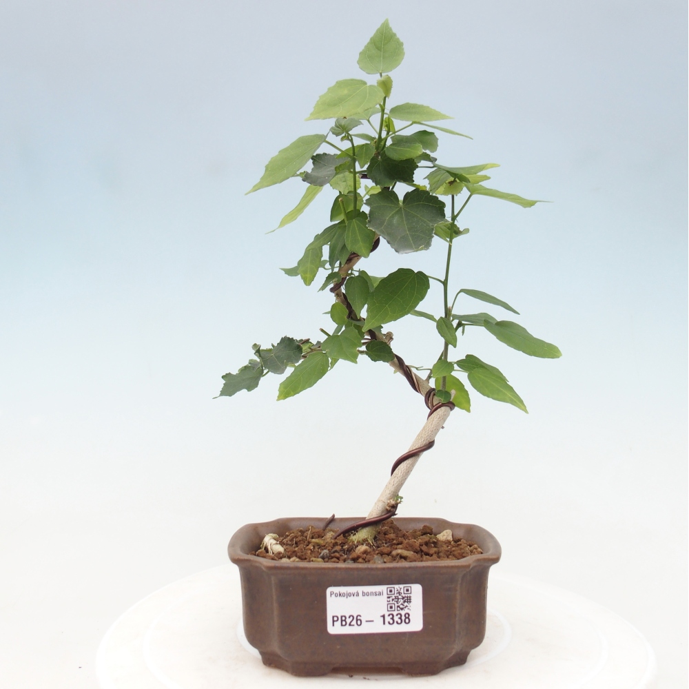 Beltéri bonsai - Malvaviscus arboreus