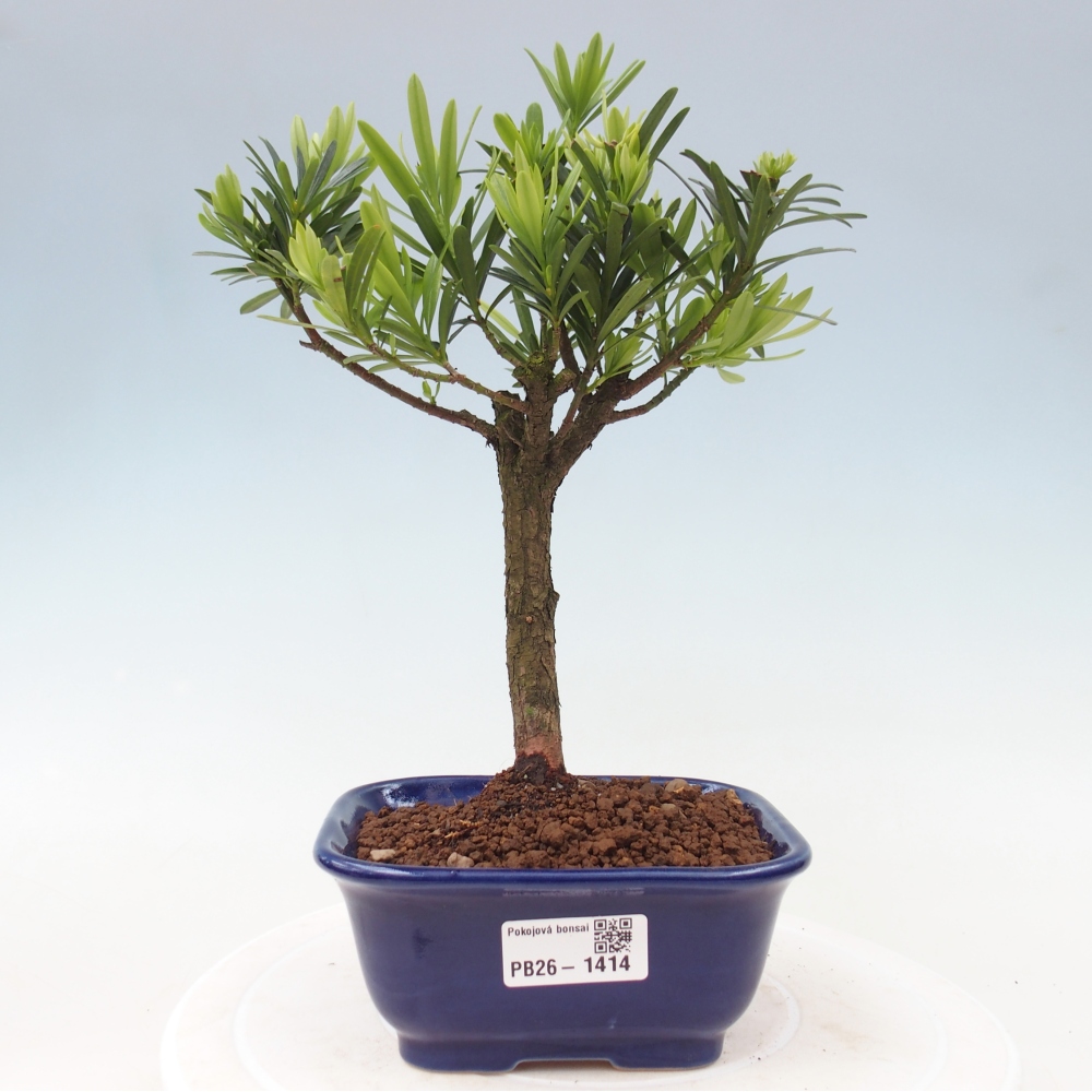 Szobai bonsai - Podocarpus - Kőtiszafa