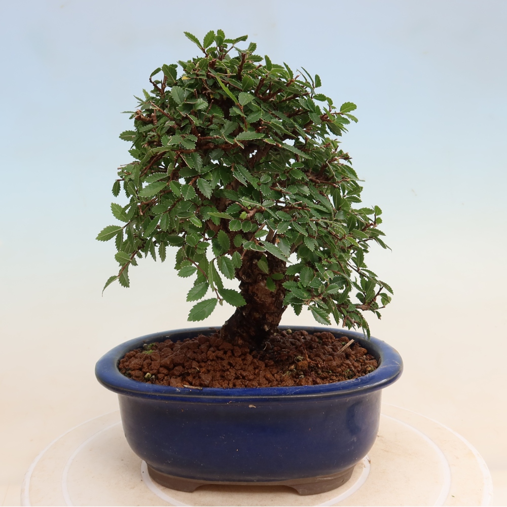 Kültéri bonsai - Zelkova - Zelkova NIRE