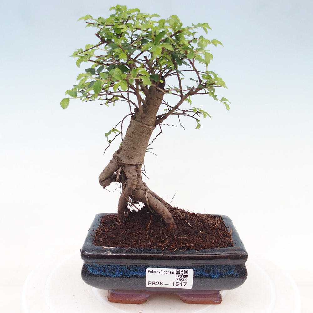 Szobai bonsai - Ulmus parvifolia - Kislevelű szilfa