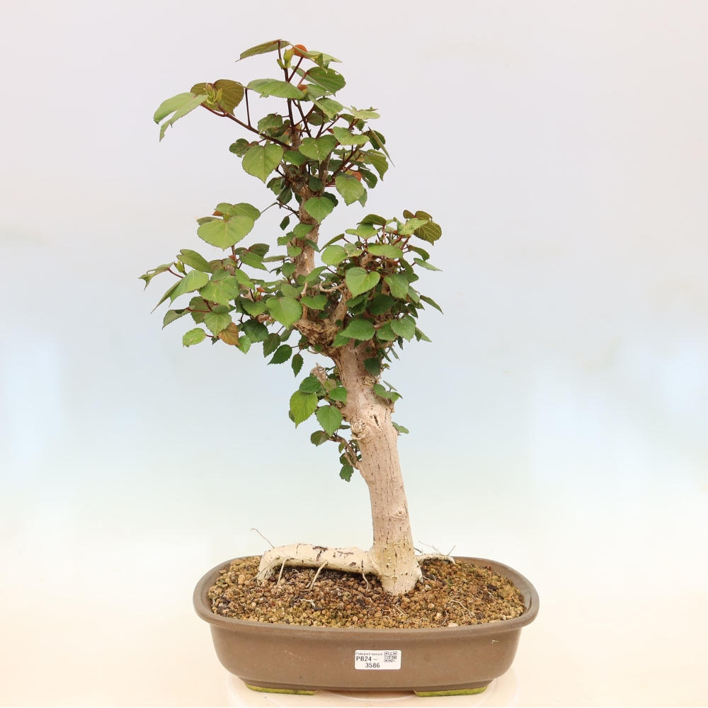 Beltéri bonsai - Hibiscus tiliaceus - tengeri hibiszkusz