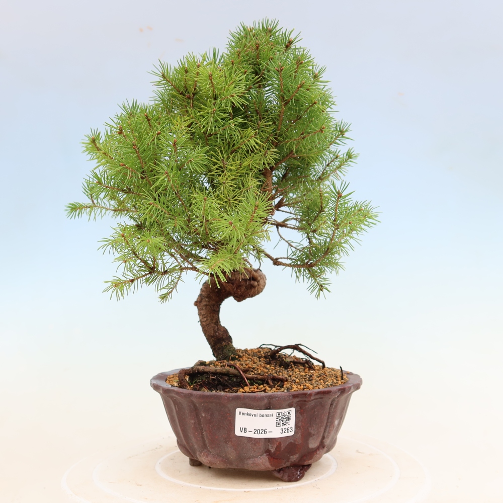 Kültéri bonsai - lucfenyő - Picea glauca globe