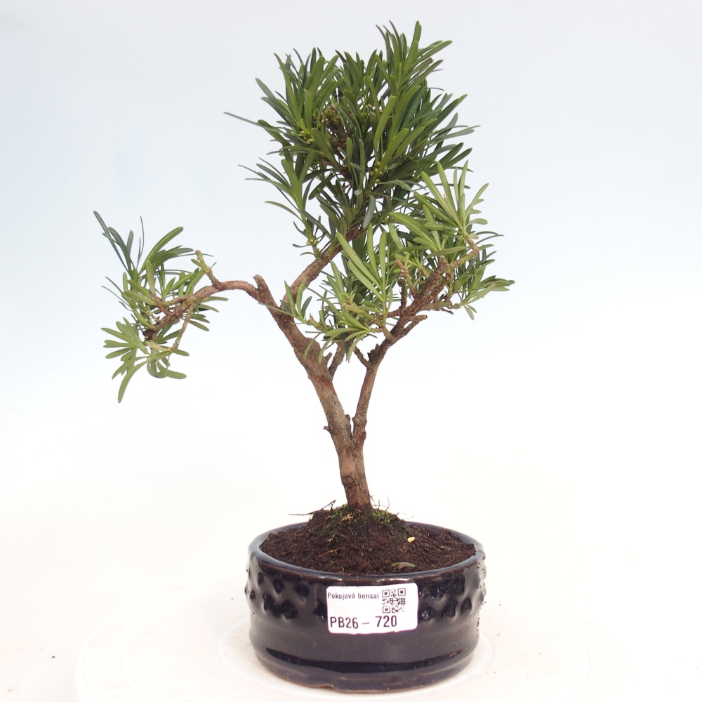 Szobai bonsai - Podocarpus - Kőtiszafa