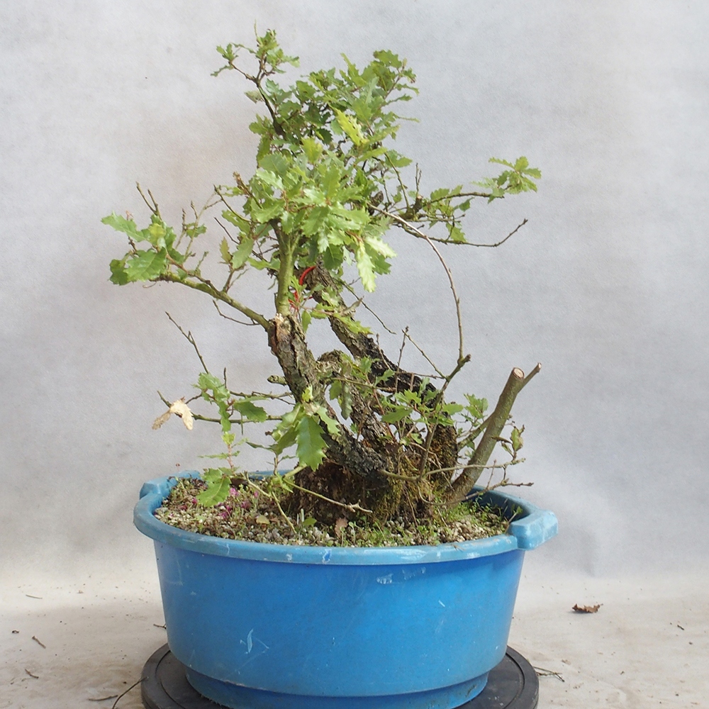 Kültéri bonsai Quercus Cerris - Tölgy Cer