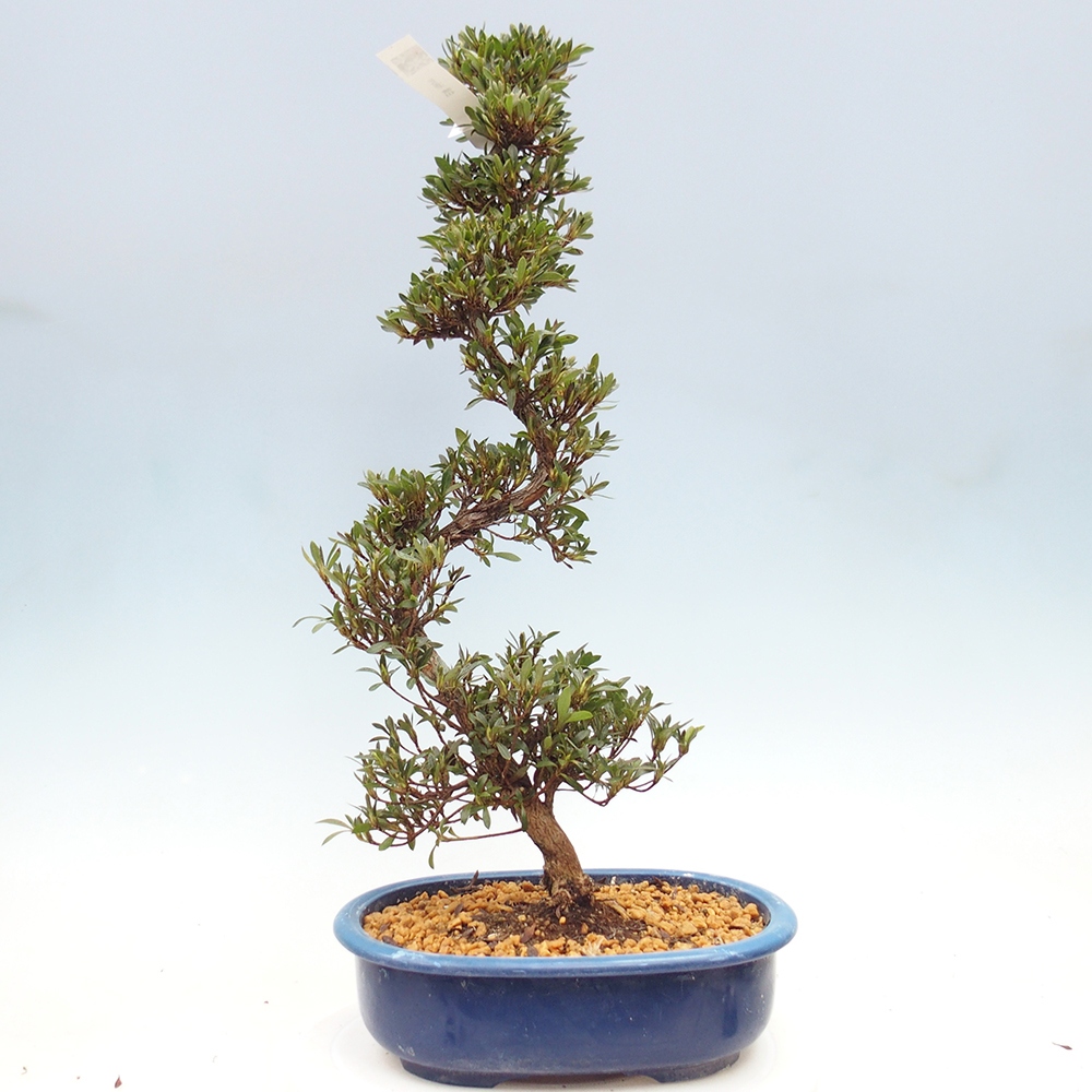Kültéri bonsai - Japán azálea - Azalea Hakurin
