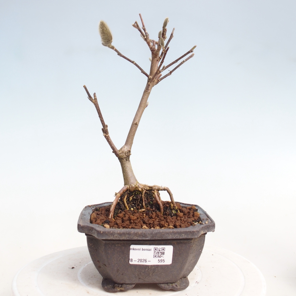 Kültéri bonsai - Magnolia stellata