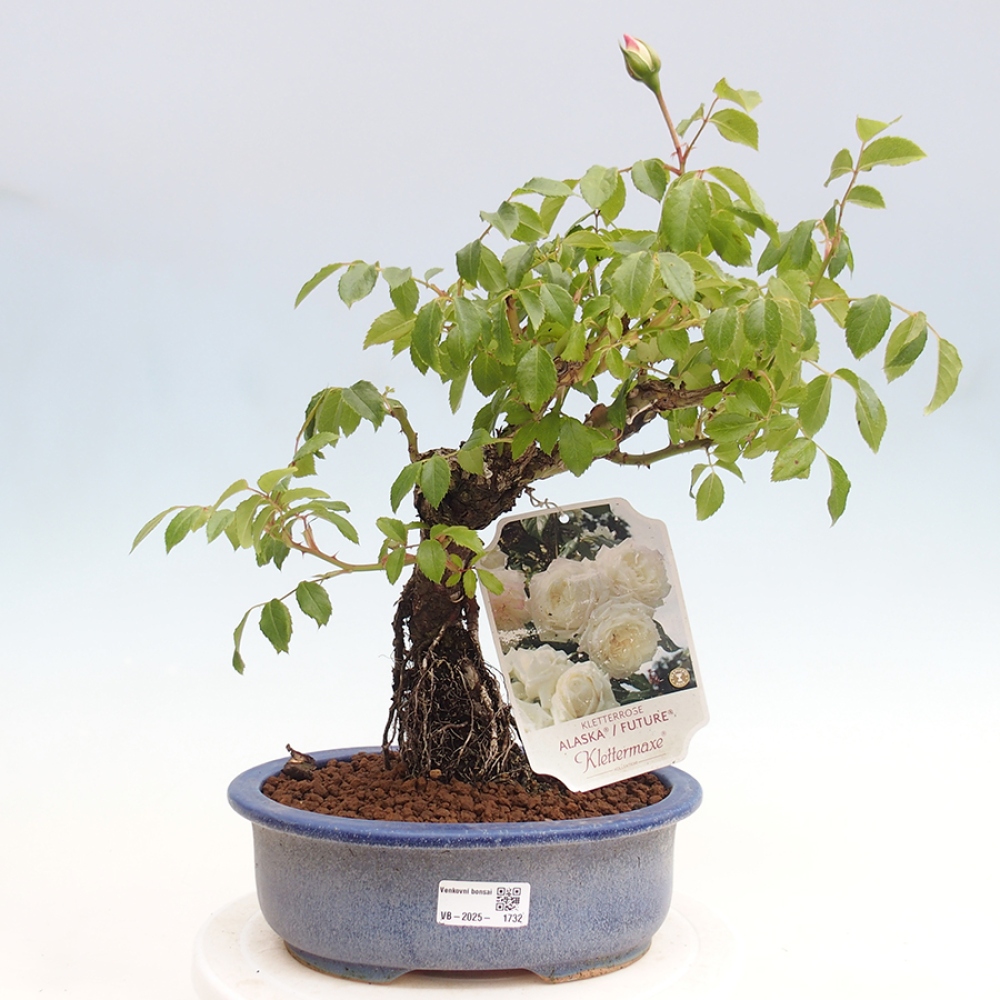 Kültéri bonsai - Rosa Kordes - rózsa
