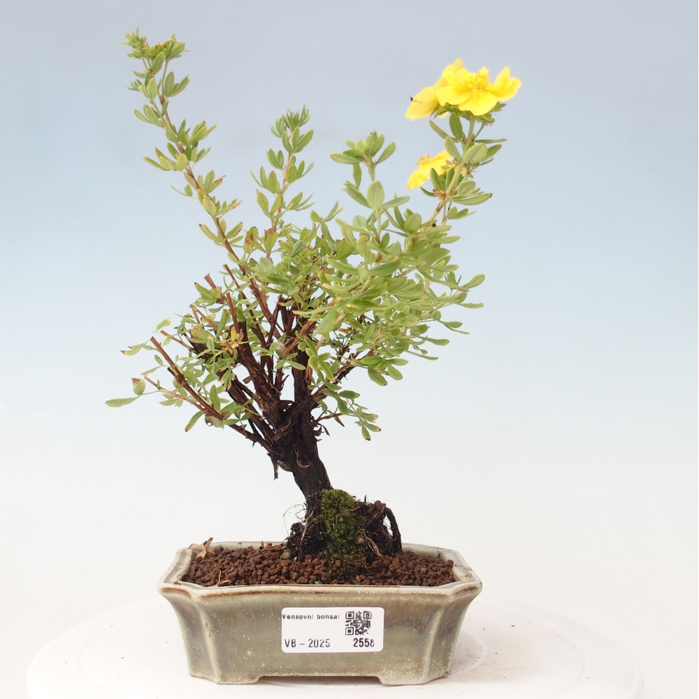 Kültéri bonsai - Potentila fruticosa sárga Bird