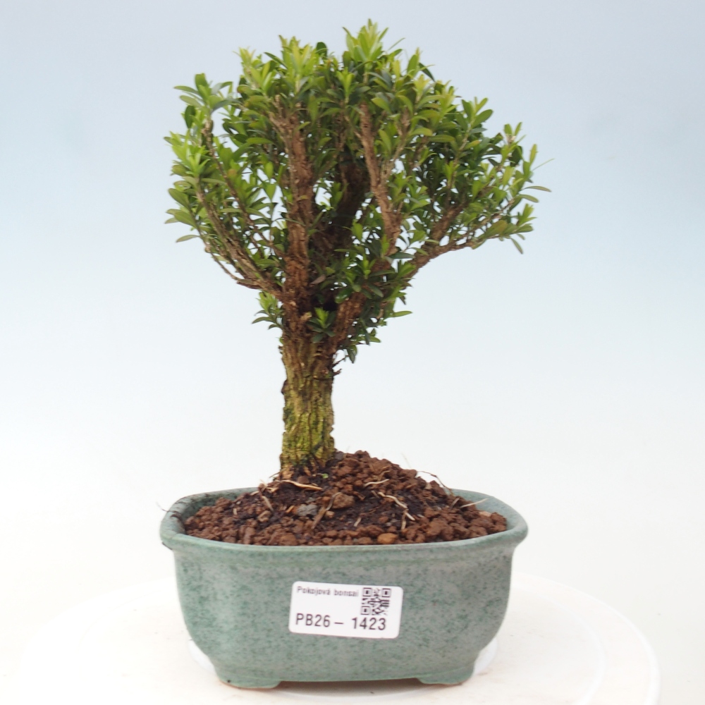 Szobai bonsai - Buxus harlandii - parafa buxus