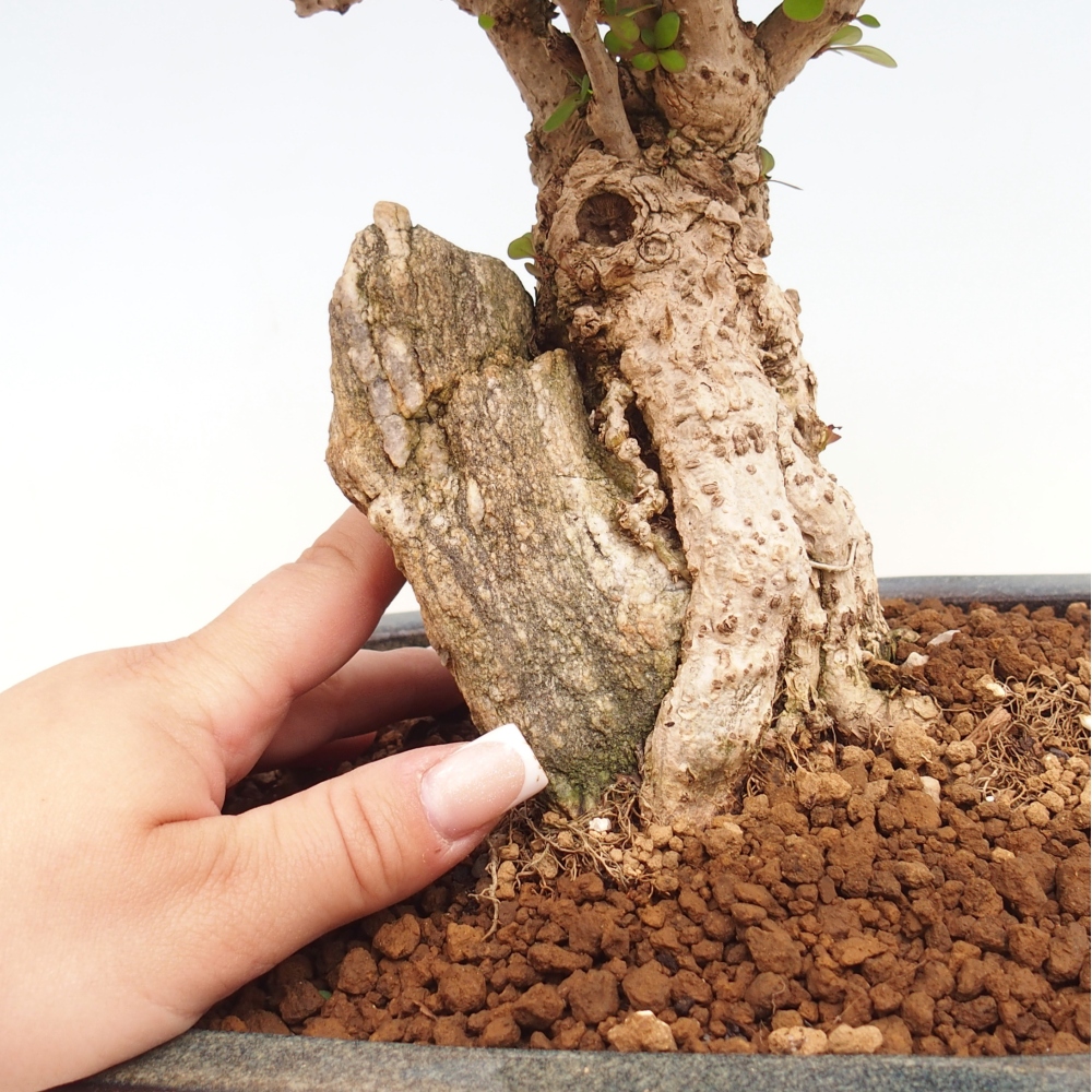Kültéri bonsai - Berberis coreana