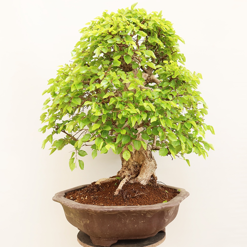 Kültéri bonsai -Carpinus Coreana - Koreai gyertyánfa