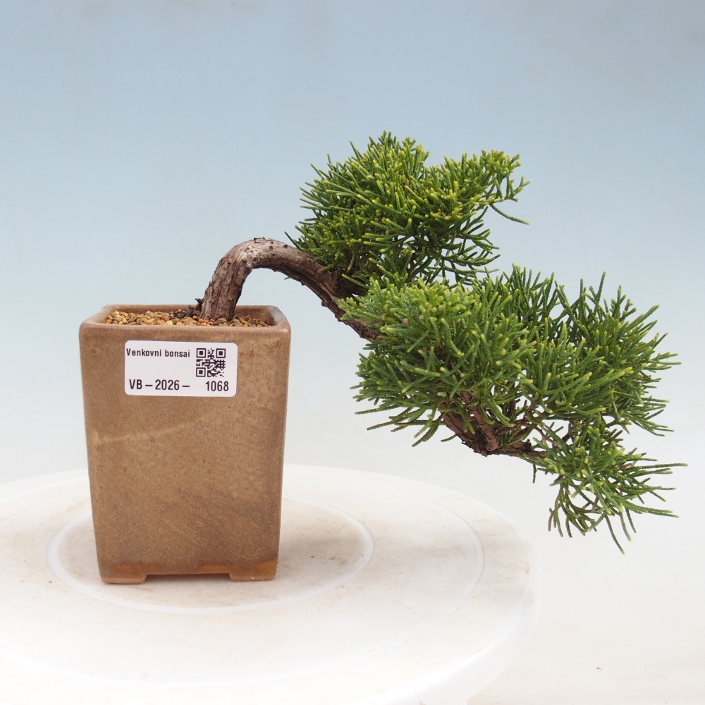 Kültéri bonsai - Juniperus chinensis Kishu
