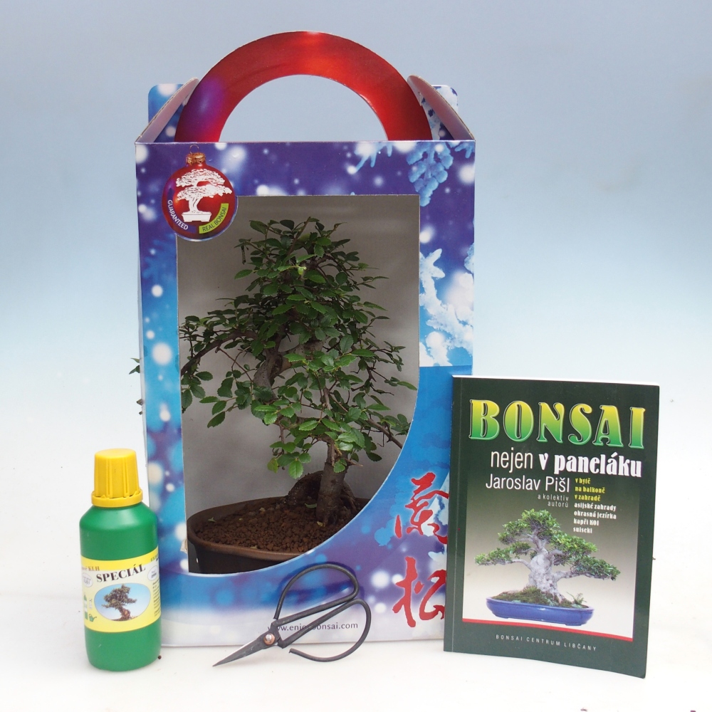 Szobai bonsai ajándékdobozban Carmona microphylla - Tea fuki