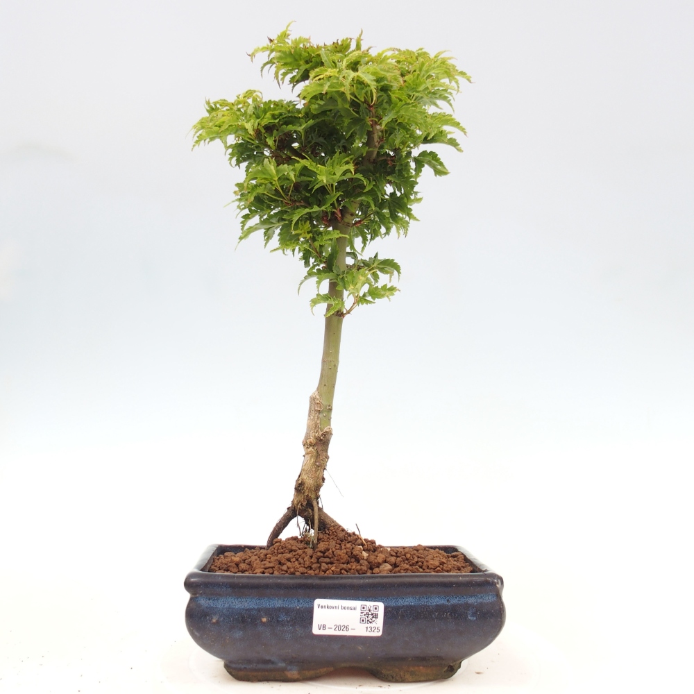 Kültéri bonsai -Javor pálma Acer palmatum Shishigashira