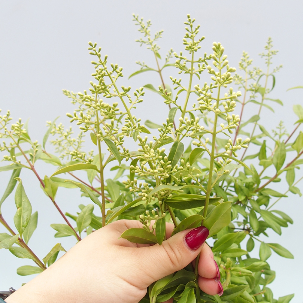 Kültéri bonsai - Ligustrum vulgare - Madárcsőr