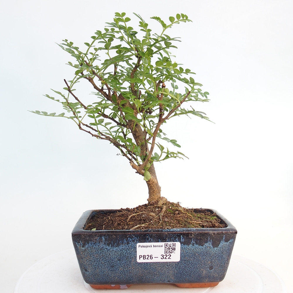 Szobai bonsai - Zantoxylum piperitum - borsfa