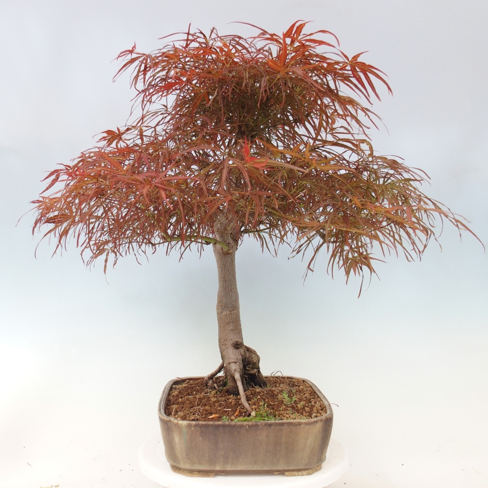 Kültéri bonsai - Acer palmatum RED PYGMY