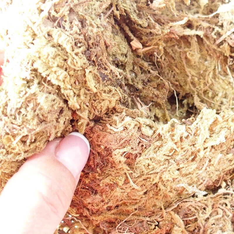 Bryophyta - moha 1 kg