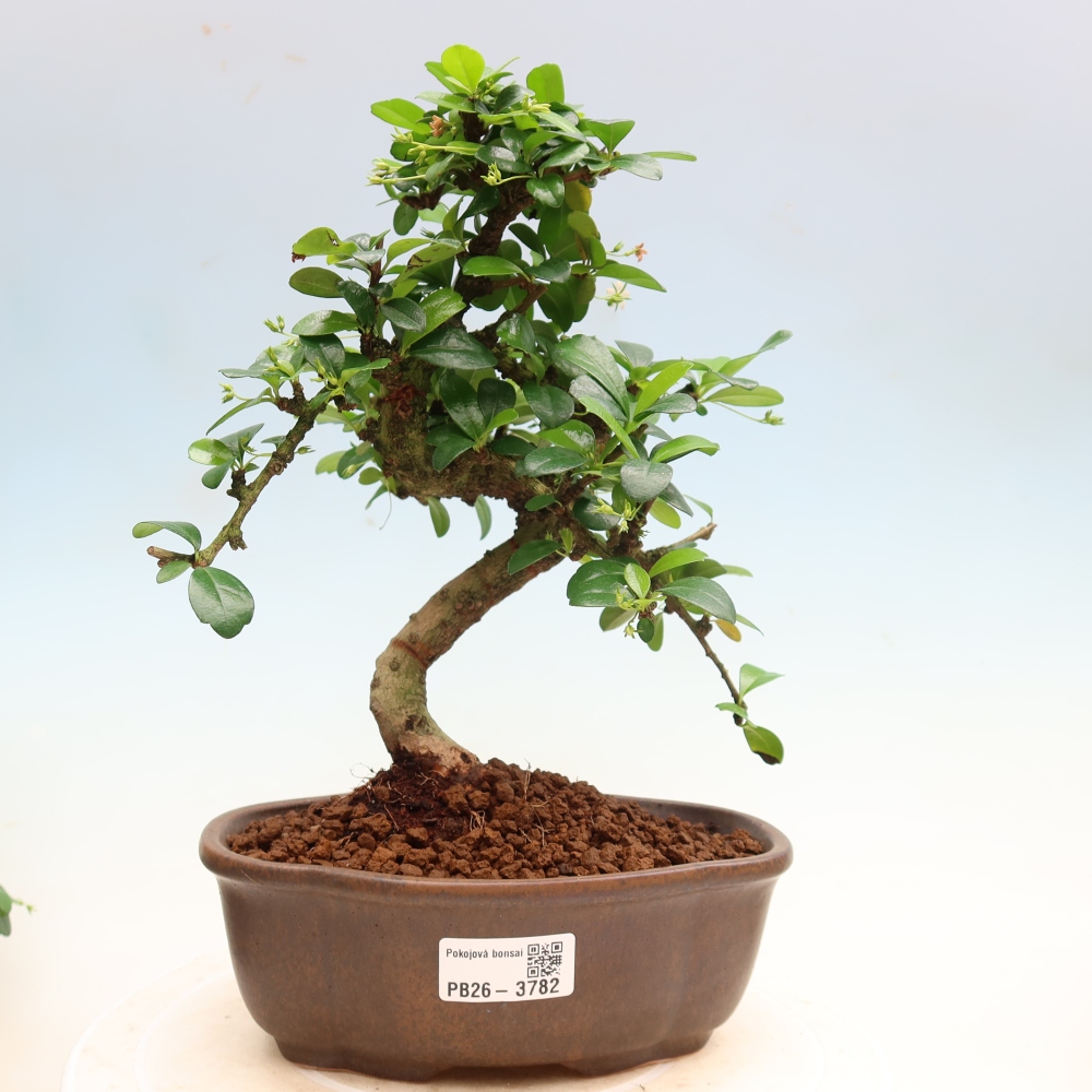 Szobai bonsai - Carmona macrophylla - Tea fuki
