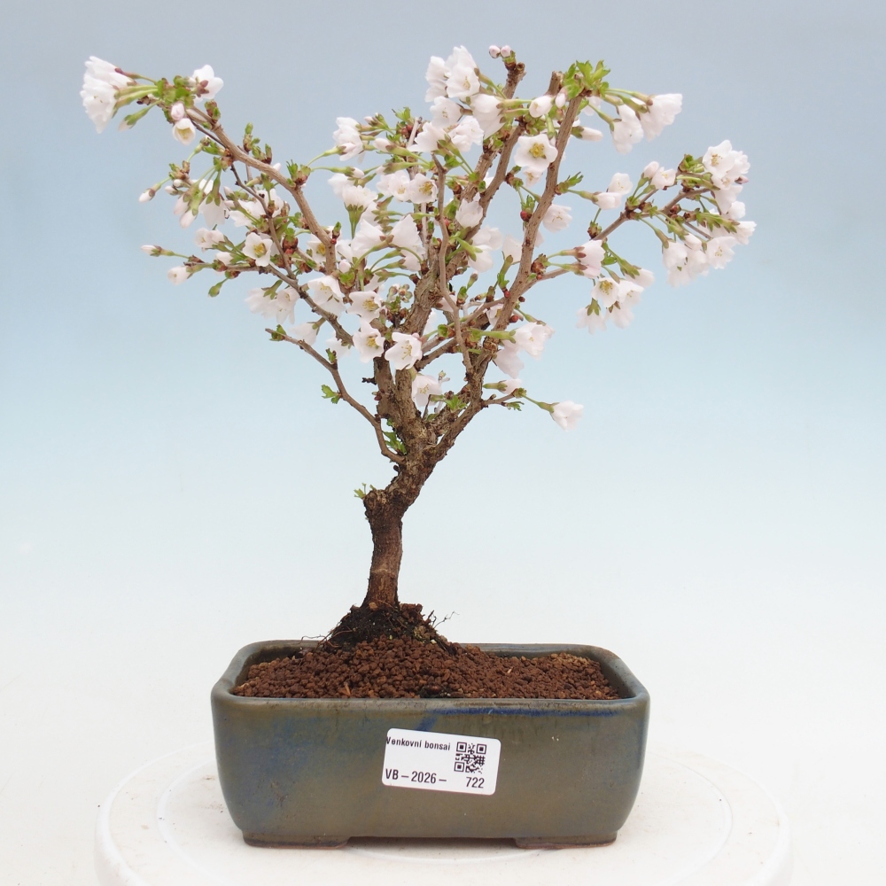 Kültéri bonsai - Prunus incisa Kojou-no mai-Plivon kivágva