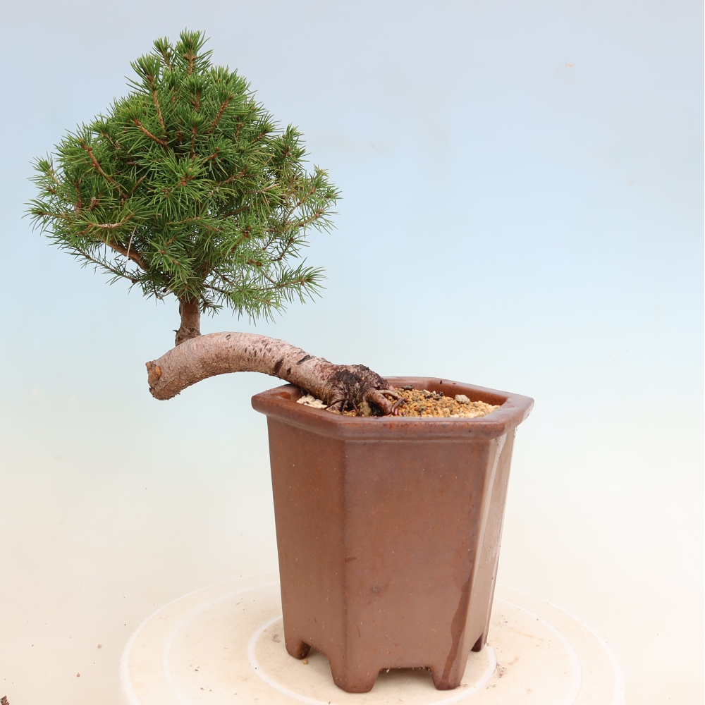Kültéri bonsai - lucfenyő - Picea glauca globe