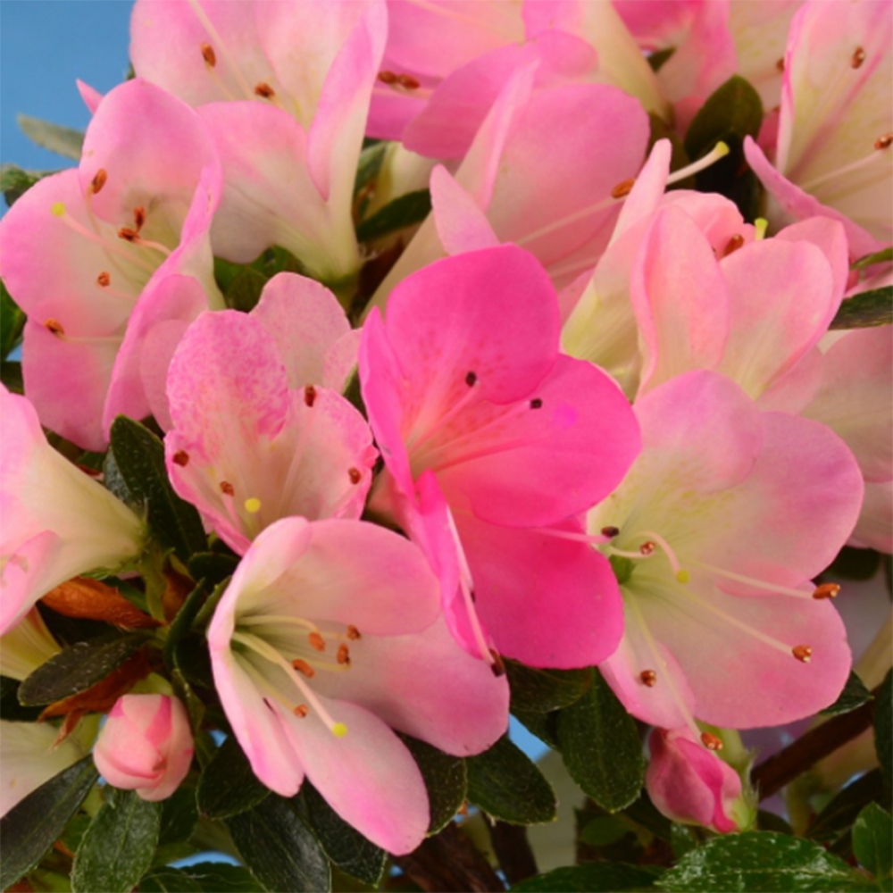 Kültéri bonsai - Japán azálea - Azalea Hanamaiko