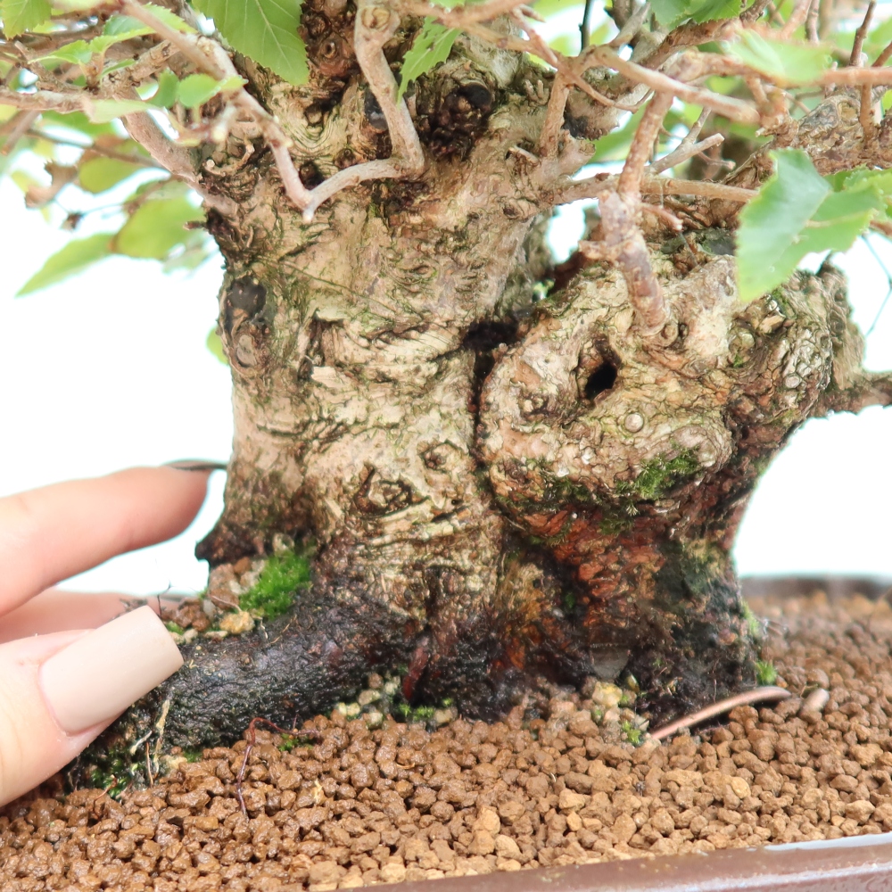 Kültéri bonsai -Carpinus CARPINOIDES - Koreai gyertyánfa