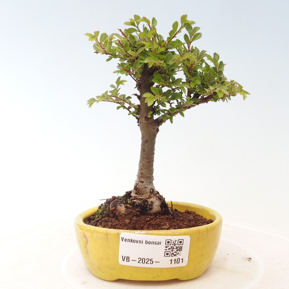 Kültéri bonsai - Ulmus parvifolia Sagei - Kislevelű szilfa